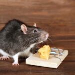 مكافحة الفئران بتبوك